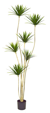 Dracaena Marginata Tree- 2m with 6 heads  